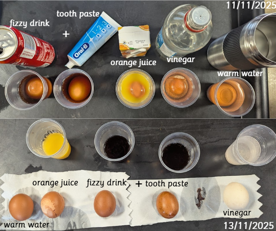 🦷 Science Week – Tooth Enamel Experiment 🥚✨