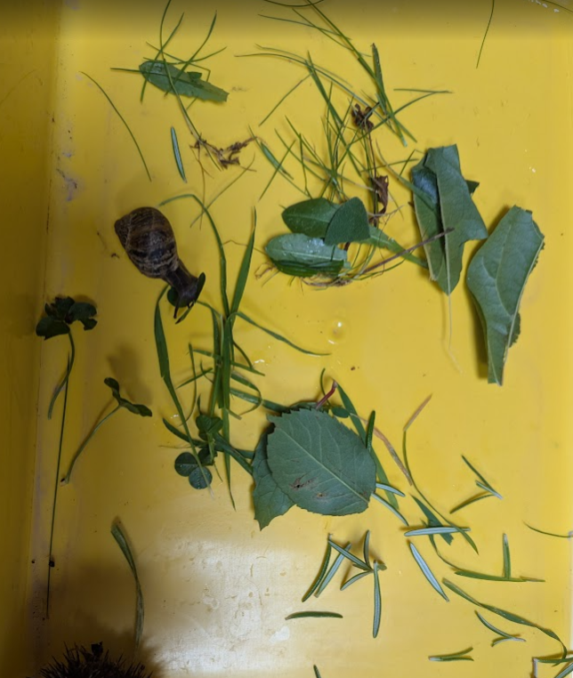 🐌 Our Class Snail 🌿